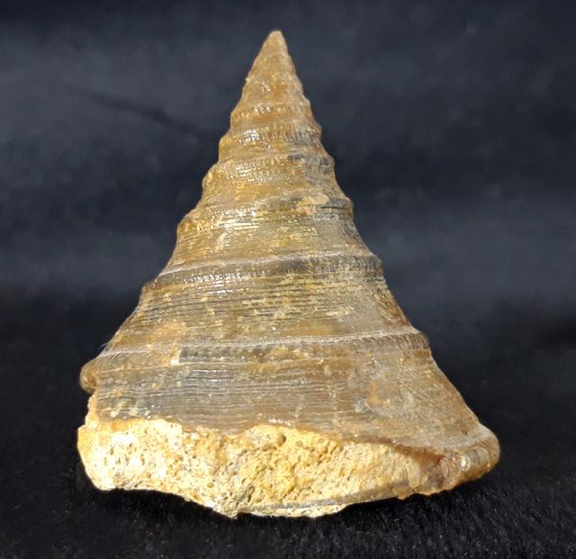 Pyrgotrochus elongatus (SOWERBY 1818) - Bild © FossNet FossilienStore